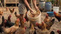 5 Cara Buat Silase Pakan Ayam Kampung untuk Pemula, Mudah dan Hemat Biaya