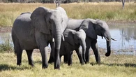 Bikin Heboh, Rombongan Gajah Ikut 'Bertamu' ke Rumah Warga saat Lebaran