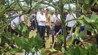 Kala Jokowi Cek Lahan Pertanian Terdampak Lalat Buah di Karo, Bawa Ahli dari UGM dan USU