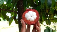 7 Pohon Buah yang Tahan Terhadap Kutu Putih, Tetap Subur Tanpa Obat Kimia