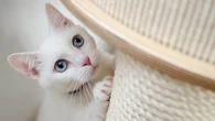 Para Ilmuwan Ungkap Cara Memahami Kucing Lewat Ekspresi Wajahnya