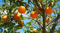 6 Pohon Buah untuk Rumah Dekat Pekarangan agar Tidak Diserang Kelelawar