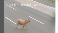 Sapi Kurban Lepas di Tol Jagorawi Jelang Iduladha, Disebut Mau Cari Rest Area