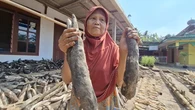 Derita Petani Gunungkidul di Musim Salah Mongso, Singkong Menghitam Harapan Memudar