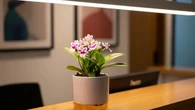 10 Pilihan Tanaman Mini yang Cocok untuk Meja Resepsionis Kantor yang Cantik Sepanjang Har...