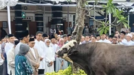 Top 3: Purbaya Kurban Sapi Berbobot 890 Kg