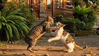 12 Kucing Pembawa Rezeki Menurut Primbon Jawa, Dipercaya Bawa Keberuntungan