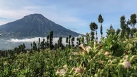 Daya Tarik The Sinsu Park, Tempat Wisata Cantik di Wonosobo