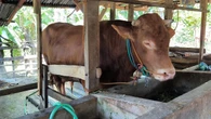 Ragam Hoaks Hewan Kurban di Medsos, dari Daging Lafaz Allah hingga Jagal Tewas