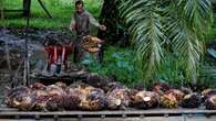 Nasib Petani Sawit Pulubala Gorontalo, Satu Dekade Menanti Janji Manis Perusahaan