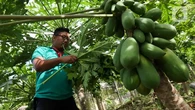 Nanas dan Daun Pepaya: Duo Alami Pengempuk Daging Kurban yang Terbukti Ilmiah