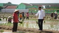 Presiden Jokowi Meninjau Lahan Percepatan Tanam Padi di Pekalongan