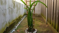 Tips Sederhana Merawat Pohon Buah Naga: Penyiraman, Pemupukan, hingga Merangsang Pembungaa...