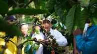 Gunung Gambar, dari Situs Sejarah Menuju Sentra Kopi Gunungkidul