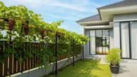 9 Kebun Rambat Sederhana yang Bikin Pagar Rumah Tidak Terlihat Membosankan