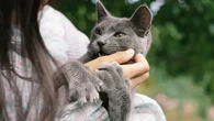 Menurut Studi, Memberi Makan Kucing Secara Berlebihan Ternyata Punya Efek Mengejutkan