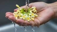 Tips Memilih Bunga Pepaya untuk Dimasak, Jangan Salah Petik
