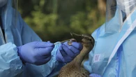 Muncul Kasus Flu Burung Baru di China H10N3, Seberapa Bahaya?