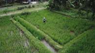 Ternyata Ini Alasan Proyek 1 Juta Hektare Sawah Dibangun di Merauke