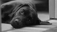 Geger Coronavirus Anjing di Malaysia, Pakar: Tidak Ada Bukti, Perlu Penelitian Lanjutan