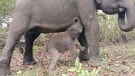 Taman Nasional Way Kambas, Surga Konservasi Gajah di Ujung Selatan Sumatra