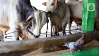 5 Ciri-Ciri Sapi Gelonggongan yang Perlu Diwaspadai Jelang Idul Adha