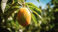 Mulai Musim Mangga, Kamu Wajib Tahu Manfaat Makan Buah Berdaging Kuning Ini