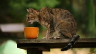 Cara Membuat Makanan Kucing Sendiri yang Sehat, Hemat, dan Disukai Anabul