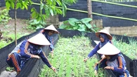 Siasat PGE Ulubelu Ambil Bagian Dukung Ketahanan Pangan dan Pemberdayaan Perempuan