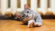 Ternyata Kucing Juga Bisa Menderita Hipertensi, Cek Yuk!