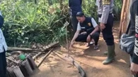 Duel Sengit Warga Sukabumi Vs King Cobra Besar, Ular Mati dengan Kepala Tertancap Tongkat