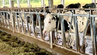 Ciri Mastitis pada Sapi Perah, Apa Dampaknya bagi Manusia?