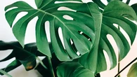 Monstera Masih Mendominasi Tren Tanaman Hias 2025, Devil Monster Jadi yang Termahal
