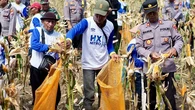 Bulog Bakal Beli Jagung Lokal Rp 5.500 per Kilogram Mulai Akhir Juni 2025