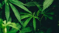 Thailand Perketat Aturan Ganja, Pembelian Wajib Sertakan Resep Dokter