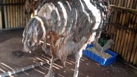 Kondisi Pakan Satwa Bandung Zoo Usai Ditutup Gara-Gara Kisruh 2 Kubu Pengelola