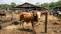Sapi Kurban Asal Depok Ngamuk dan Kabur ke Hutan Sukabumi