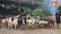 Apa Benar Makan Daging Kambing Bikin Darah Tinggi? Ini Fakta dan Cara Aman Mengolahnya