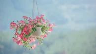 10 Tanaman Hias Berbunga yang Cocok Ditanam di Pot Rumah, Mudah Dirawat untuk Mempercantik...