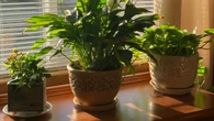 Terlalu Banyak Tanaman Hias di Rumah Bisa Bikin Stres, Berapa Jumlah Ideal?