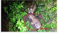 Potret Nunuk dan Ninik, Sepasang Anak Harimau Sumatera yang Lahir di Barumun