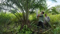 Ratusan Hektare Sawit Ilegal Menggerogoti Jantung Leuser
