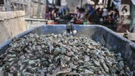 Usaha Kerang Hijau Bantu Serap Tenaga Kerja Pesisir, Tapi Cangkang Jadi Tantangan
