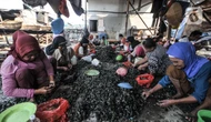 FOTO: Geliat Pengupas Kerang Hijau di Utara Jakarta