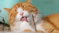 Ilmuwan Jepang dan AS Pecahkan Misteri Genetik Kucing Oranye, Kenapa Kebanyakan Jantan?