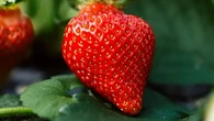 Titik Putih di Permukaan Strawberry Ternyata Bukan Biji, Ini Faktanya