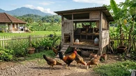 Cara Membuat Kandang Ayam Rumahan yang Tidak Bau, Bikin Beternak lebih Nyaman dan Tenang