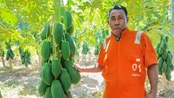 Dari Buruh ke Petani Sukses, Kisah Marson Ubah Lahan Gersang Jadi Ladang Harapan