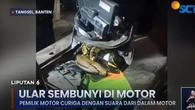 Bikin Kaget, Ular Sanca Bersembunyi di Dalam Motor Warga Pamulang