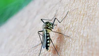 3 Faktor Utama yang Bikin Eliminasi Malaria Sulit Tercapai